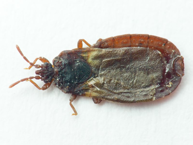 Aneurus (Aneurodes) avenius (Dufour, 1833)